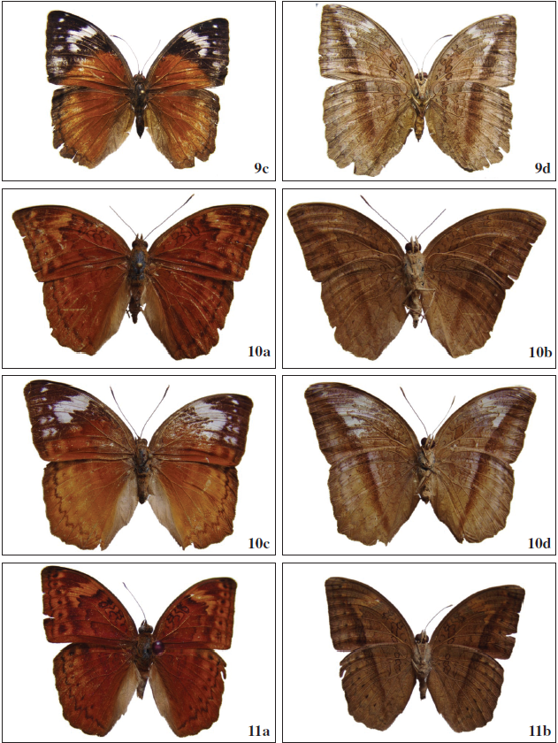 Paratype ♀ (BS-36695) R; 9d. Ibid, V. 10a-10c.Bebearia orientis malawiensis Holmes, 2011. 10a. ♂ (BS-15746) R; 10b. Ibid, V; 10c. ♀ (BS-15754) R; 10d. Ibid, V. 11a-11b.Bebearia orientis guerreiroi Mendes, Bivar & Lopes, ssp. n. 11a. Holotype ♂ (PG-4490) R; 11b. Ibid, V.