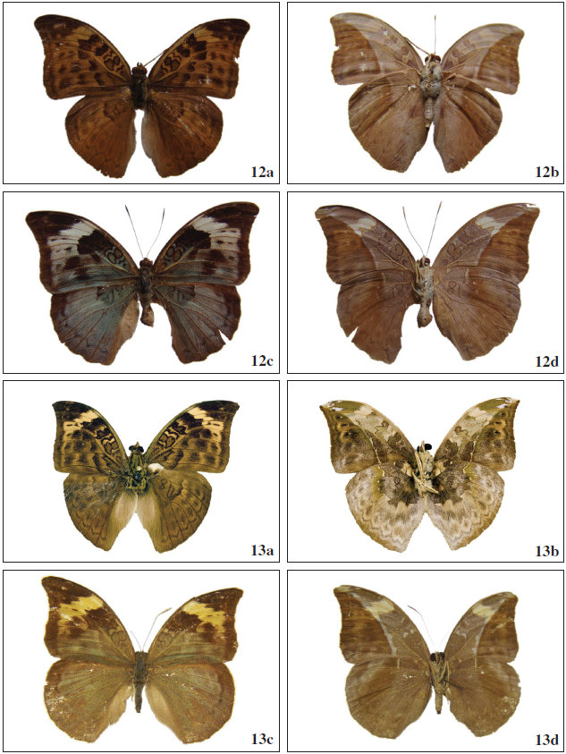 Bebearia sophus phreone (Overlaet, 1955). 12a. ♂ (CZ-558) R; 12b. Ibid, V; 12c. ♀ (CZ-564) R; 12d. Ibid, V. 13a-13d.Bebearia sophus angolensis Mendes, Bivar & Lopes, ssp. n. 13a. Holotype ♂ (PC-nn) R; 13b. Ibid, V. 13c. Paratype ♀ (BS-15791) R; 13d. Ibid, V