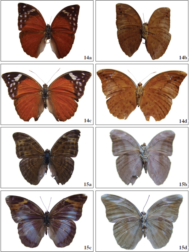  Bebearia plistonax (Hewitson, 1874). 14a. ♂ (CZ-15790) R; 14b. Ibid, V; 14c. ♀ (CZnn) R; 14d. Ibid, V. 15a-15d. Bebearia ultima Hecq, 1990. 15a. ♂ (CZ-564) R; 15b. Ibid, V; 15c. ♀ (CZ-578) R; 15d. Ibid. V.