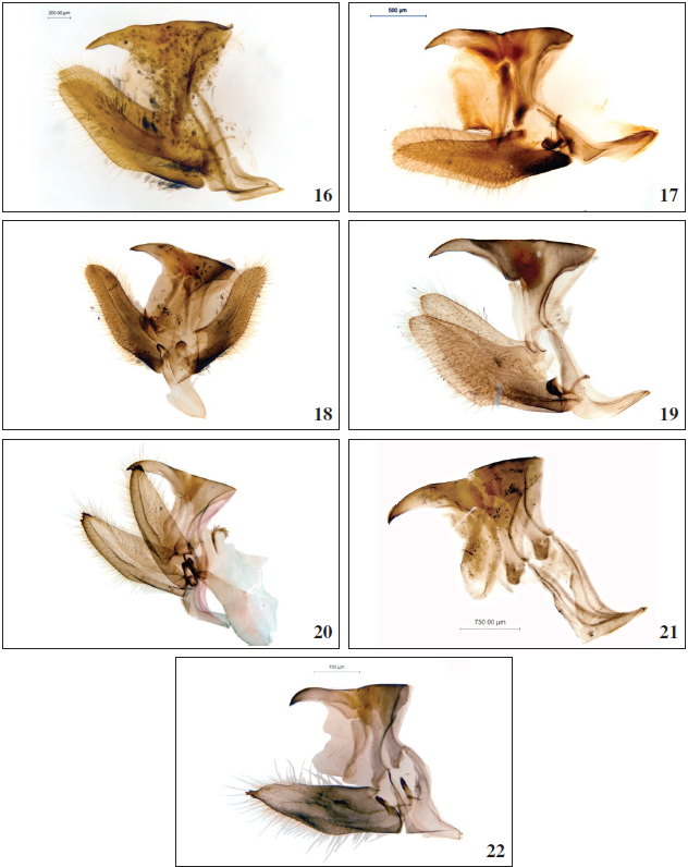 Bebearia languida (Schultze, 1920) (PG-241). 17.Bebaria absolon absolon (Fabricius, 1793) (BS-15804). 18-19. 18.Bebearia absolon entebbiae (Lathy, 1906) (CZ-5362). 19. Bebearia zonara (Butler, 1871) (BS-15802). 20-21. 20.Bebearia senegalensis (Felder & Felder, 1867) (CZ-553). 21.Bebearia guineensis inexpectata Mendes, Bivar & Lopes, ssp. n., holotype (BS-15738). 22.Bebearia cocalia ngolae Mendes, Bivar & Lopes, ssp. n., paratype (BS-36693).