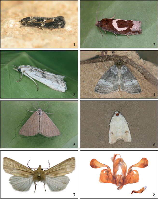 Elachista igaloensis (Millire, 1881), Couce, Valongo (J. Nunes). 2. Epiblema foenella (Linnaeus, 1758), Pico, (J. Teixeira). 3. Valdovecaria hispanicella (Herrich-Schffer, 1855), Ramilo, Marvo (A. Valadares). 4. Ochropacha duplaris (Linnaeus, 1761), Castro Laboreiro (A. Valadares). 5. Minoa murinata (Scopoli, 1763), Lama Grande (J. Teixeira). 6. Xanthodes albago (Fabricius, 1794) Sargaal, Lagos (A. Valadares) 7. Mythimna pallens (Linnaeus, 1758), Casais do Porto, Lourial (J. Rosete) 8. Mythimna pallens (Linnaeus, 1758), male genitalia, Casais do Porto (J. Rosete).