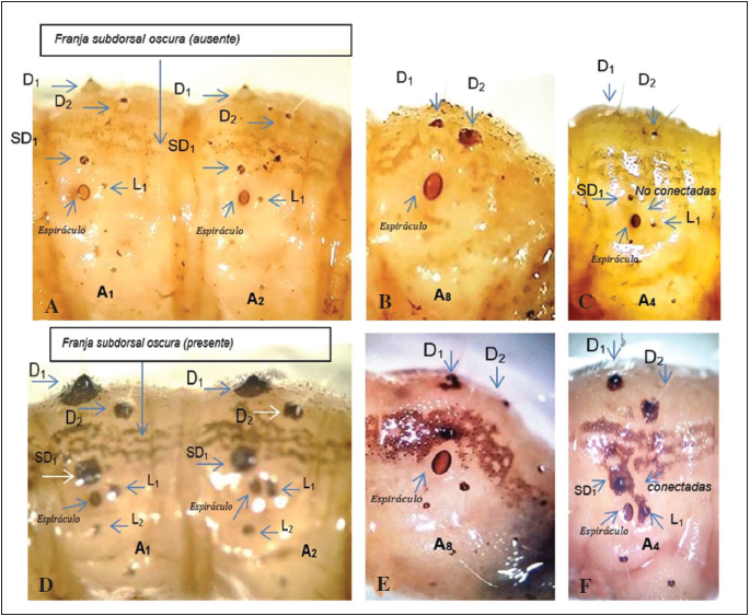 Representacin de las setas y segmentos abdominales de una larva del Grupo A: A. segmentos A1 y A2, B. segmentos A8; C. segmentos A4, Setas, dorsales (D1 y D2), subdorsales (SD1), laterales (L1). Representacin de las setas y segmentos abdominales de una larva del Grupo B: D. segmentos A1 y A2, E. segmentos A8, F. segmentos A4: Setas, dorsales (D1 y D2), subdorsales (SD1), laterales (L1 y L2).