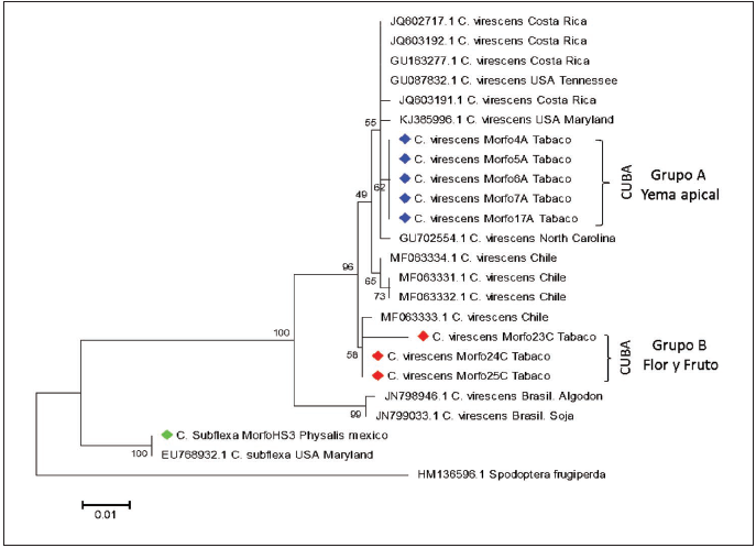 rbol filogentico construido por el mtodo de mxima verosimilitud, basado en el modelo Kimura 2-p, sobre la base de la secuencia para el gen del DNA mitocondrial de la citocromo oxidasa que codifica la subunidad I (mtCOI). Corchetes denotan grupos diferentes para Cuba.