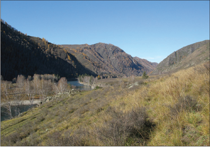 Habitat of Lignyoptera fumidaria in Eastern Kazakhstan, Katon-Karagai district, 4,5 km. N of Sogornoye vill., right bank of Bukhtarma river, 15-X-2020 (photo by A. U. Gabdullina).
