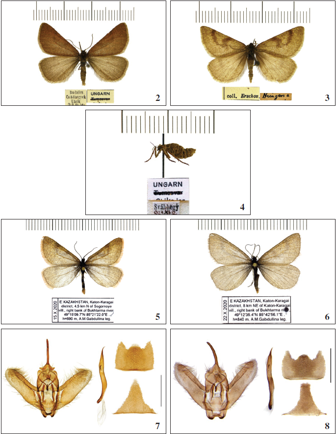 Lignyoptera fumidaria, adult, male, Hungary (ZISP). 3.Lignyoptera fumidaria, adult, male, Hungary (ZISP). 4.Lignyoptera fumidaria, adult, female, Hungary (ZISP). 5. Lignyoptera fumidaria, adult, male, Eastern Kazakhstan (SKO). 6.Lignyoptera fumidaria, adult, male, Eastern Kazakhstan (SKO). 7. Genitalia of Lignyoptera fumidaria, male, Eastern Kazakhstan. 8. Genitalia of Lignyoptera fumidaria, male, Hungary.