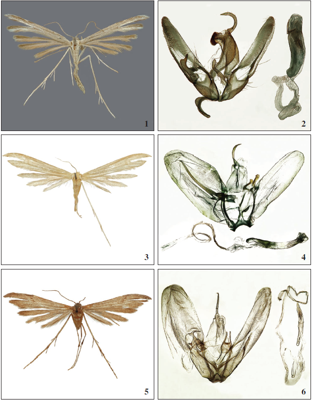 Hellinsia swammerdami Ustjuzhanin & Kovtunovich, sp. n. 1. Adult (Holotype, ZISP). 2. Male genitalia (Holotype, ZISP gen. prep.1956). 3-4. Hellinsia sergeii Ustjuzhanin & Kovtunovich, sp. n. 3. Adult (Holotype, ZISP). 4. Male genitalia (Holotype, ZISP gen. prep. 1958). 5-6. Hellinsia aymara Ustjuzhanin & Kovtunovich, sp. n. 5. Adult (Holotype, ZISP). 6. Male genitalia (Holotype, ZISP gen. prep. 1959).