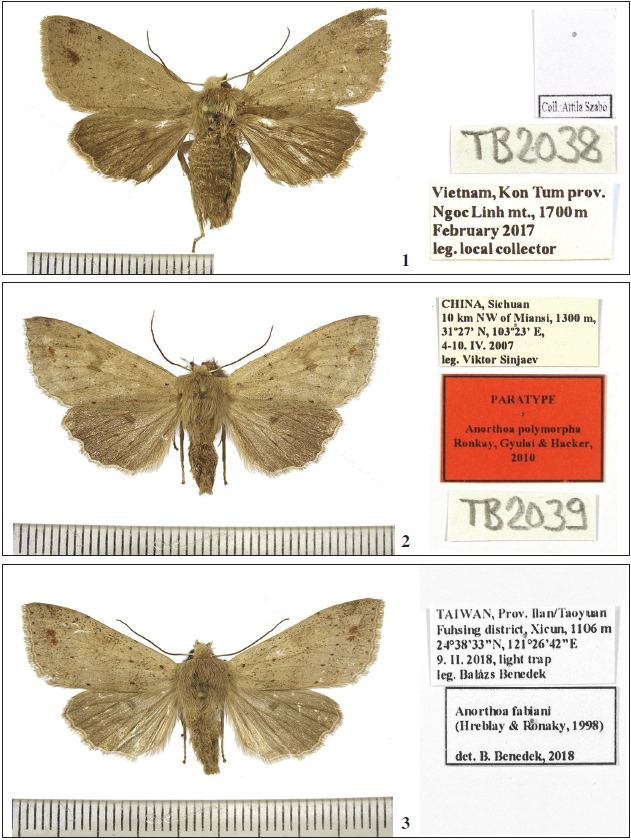 Adults of Anorthoa spp. from Southeast Asia and their labels. 1. Anorthoa dudi Benedek & Tth, sp. n. 2. Anorthoa polymorphaRonkay, Ronkay, Gyulai & Hacker, 2010. 3.Anorthoa fabiani (Hreblay & Ronkay, 1998). Photos by Balzs Tth.