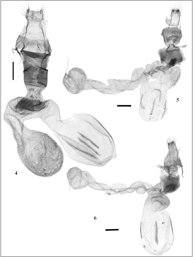Female genitalia of Anorthoa spp. from Southeast Asia. 4.Anorthoa dudi Benedek & Tth, sp. n. (TB2038f). 5.Anorthoa polymorphaRonkay, Ronkay, Gyulai & Hacker, 2010 (TB2039f). 6.Anorthoa fabiani (Hreblay & Ronkay, 1998) (TB2040f). Scale bar: 1 mm. Photos by Balzs Tth.