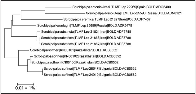 Neighbor-Joining tree of Scrobipalpa antoniovivesi Huemer, sp. n. and its nearest species (Kimura 2 parameter). Source: DNA Barcode data from BOLD (Barcode of Life Database, cf. RATNASINGHAM & HEBERT, 2007).