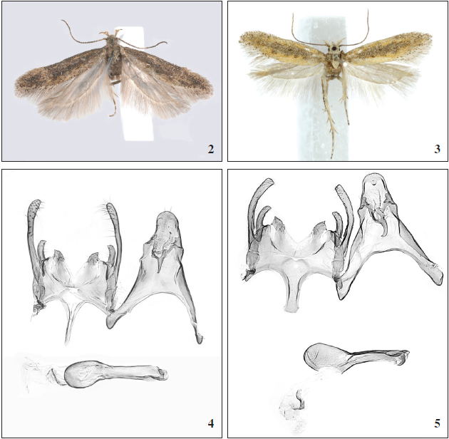 Adults: 2. Scrobipalpa antoniovivesi Huemer, sp. n., holotype. 3.Scrobipalpa dorsoluteaHuemer & Karsholt, 2010, paratype. 4-5. Male genitalia: 4.Scrobipalpa antoniovivesi Huemer, sp. n., holotype. 5.Scrobipalpa dorsoluteaHuemer & Karsholt, 2010, holotype.