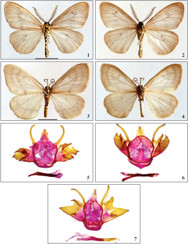  Abraxas (Calospilos) delcampoe Expsito, sp. n., Mt. Langgaliru, Isla de Sumba, Indonesia. 1. Paratipo ♂, anverso. 2. Reverso. 5. Holotipo ♂, preparacin de genitalia AEH3333 6. Paratipo ♂, preparacin de genitalia AEH3335. 3-4, 7.Abraxas (Calospilos) membranacea Warren, 1894, Mt. Molo, Isla de Timor, Indonesia. 3. Anverso. 4. Reverso. 7. ♂, preparacin de genitalia AEH3334. (Escala 1 cm).