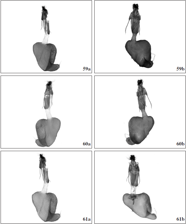 Oncocnemis confusa, female genitalia. Turkey, Prov. Erzurum, below Golurt Pass, 2000 m, 05-VIII-2001, Gen. prep. 2./14.9.2020, SB; 59b.Oncocnemis michaelorum srnkai Beshkov, ssp. n., paratype, female genitalia. Tchepun, 14-VIII-2020, Gen. prep. 1./14.9.2020, SB. 60a. Oncocnemis confusa, female genitalia. Turkey, Prov. Erzurum, below Golurt Pass, 2000 m, 05-VIII-2001, Gen. prep. 2./14.9.2020, SB; 60b.Oncocnemis michaelorum srnkai Beshkov, ssp. n., paratype, female genitalia. Tchepun, 14-VIII-2020, Gen. prep. 1./14.9.2020, SB. 61a. Oncocnemis confusa, female genitalia. Turkey, Prov. Erzurum, below Golurt Pass, 2000 m, 05-VIII-2001, Gen. prep. 2./14.9.2020, SB; 61b. Oncocnemis michaelorum srnkai Beshkov, ssp. n., paratype, female genitalia. Tchepun, 14-VIII-2020, Gen. prep. 2./16.9.2020, SB.
