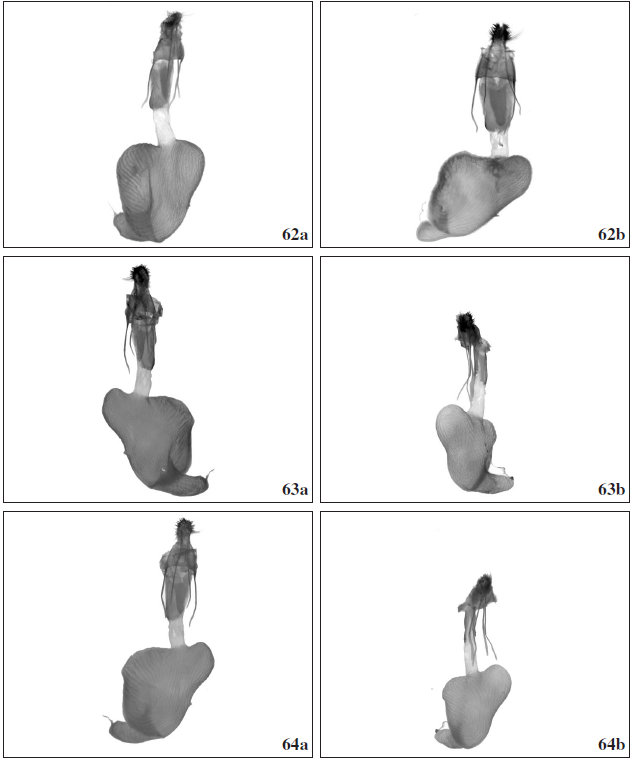 Oncocnemis confusa, female genitalia. Turkey, Prov. Erzurum, below Golurt Pass, 2000 m, 05-VIII-2001, Gen. prep. 2./14.9.2020, SB; 62b.Oncocnemis michaelorum srnkai Beshkov, ssp. n., paratype, female genitalia. Tchepun, 14-VIII-2020, Gen. prep. 2./16.9.2020, SB. 63a. Oncocnemis michaelorum srnkai Beshkov, ssp. n., paratype, female genitalia. Tchepun, 14-VIII-2020, Gen. prep. 2./16.9.2020, SB; 63b. Oncocnemis confusa, female genitalia. E Turkey, Prov. Van, near Guseldere, 2450 m, 31-VII-2001, Gen. prep. 1./16.9.2020, SB. 64a.Oncocnemis michaelorum srnkai Beshkov, ssp. n., paratype, female genitalia. Tchepun, 14-VIII-2020, Gen. prep. 2./16.9.2020, SB; 64b. Oncocnemis confusa, female genitalia. E Turkey, Prov. Van, near Guseldere, 2450 m, 31-VII-2001, Gen. prep. 1./16.9.2020, SB.