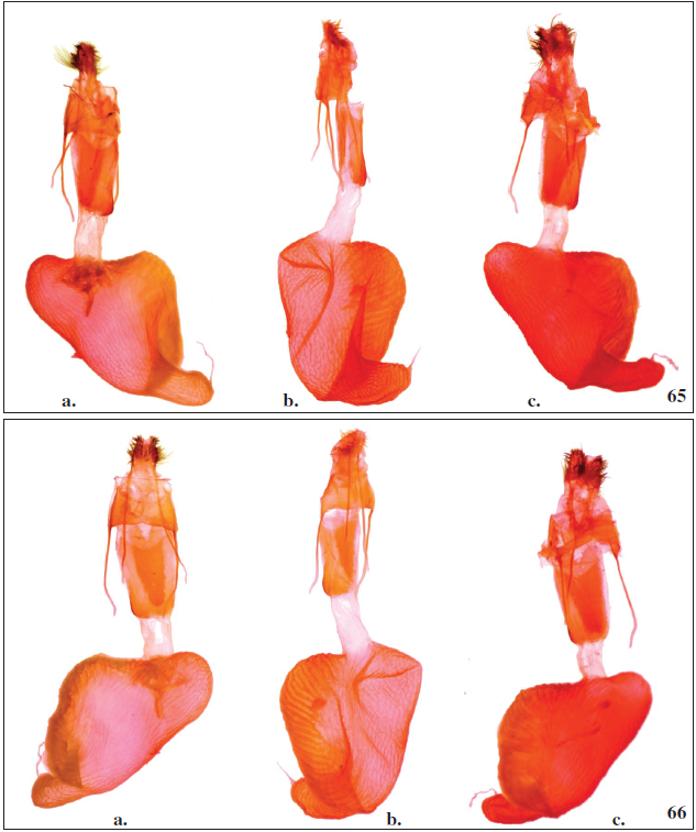 Oncocnemis michaelorum srnkai Beshkov, ssp. n., paratype, female genitalia. Tchepun, 14- VIII-2020, Gen. prep. 1./15.9.2020, SB; 65b. Oncocnemis confusa, female genitalia. Turkey, Prov. Erzurum, below Golurt Pass, 2000 m, 05-VIII-2001, Gen. prep. 2./14.9.2020, SB; 65c. Oncocnemis michaelorum michaelorum, female genitalia. Balchik-Tuzlata, 15-VIII-2004, Gen. prep. 2./15.9.2020, SB. 66a.Oncocnemis michaelorum srnkai Beshkov, ssp. n., paratype, female genitalia. Tchepun, 14-VIII-2020, Gen. prep. 1./15.9.2020, SB; 66b. Oncocnemis confusa, female genitalia. Turkey, Prov. Erzurum, below Golurt Pass, 2000 m, 05-VIII-2001, Gen. prep. 2./14.9.2020, SB; 66c.Oncocnemis michaelorum michaelorum, female genitalia. Balchik-Tuzlata, 15-VIII-2004, Gen. prep. 2./15.9.2020, SB.