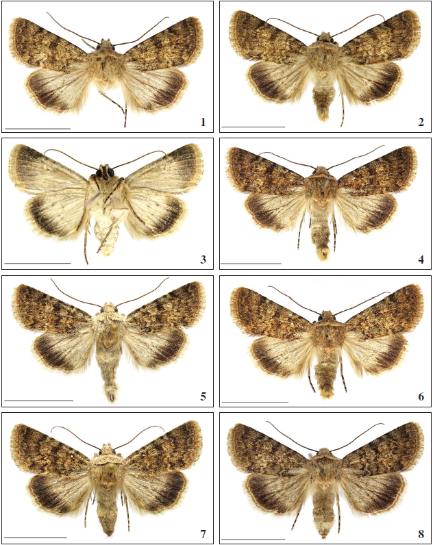 Oncocnemis michaelorum srnkai Beshkov, ssp. n. 1. ♂. Holotype, Tchepun, 14-VIII-2020, Gen. prep. 1./30-8-2020, SB. 2. ♂, ups. Paratype, Tchepun, 14-VIII-2020. 3. ♂, unds. Paratype, Tchepun, 14-VIII2020. 4. ♂. Paratype, Tchepun, 14-VIII-2020, BC SB Lep 0500. 5. ♂. Paratype, Tchepun, 14-VIII-2020. 6. ♂. Paratype, Tchepun, 14-VIII-2020. 7. ♀. Paratype, Tchepun, 14-VIII-2020, Gen. prep. 1./14.9.2020, SB. 8. ♀, ups. Paratype, Tchepun, 14-VIII-2020, BC SB Lep 0501.