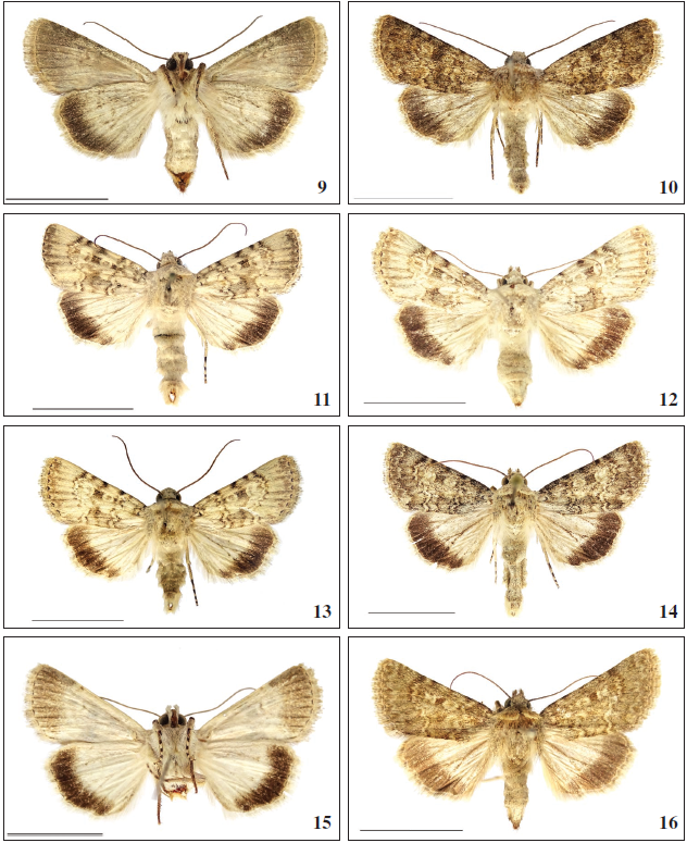 Oncocnemis michaelorum srnkai Beshkov, ssp. n., ♀, unds. Paratype, Tchepun, 14-VIII-2020, BC SB Lep 0501. 10. ♂. Paratype, above Aldomirovsko blato, 10-VIII-2020. 11-15.Oncocnemis michaelorum michaelorum Beshkov, 1997. 11. ♂. Paraype, Balchik-Tuzlata, 10-VIII-1996. 12. ♀, ups. Balchik-Tuzlata, 15- VIII-2004, Gen. prep. 2./15.9.2020, SB. 13. ♂. Balchik-Tuzlata, 15-VIII-2004. 14. ♂. Paratype, BalchikTuzlata, 23-VIII-1996, Gen. prep. 2./30.8.020, SB. 15. ♀, unds. Balchik-Tuzlata, 15-VIII-2004, Gen. prep. 2./15.9.2020, SB. 16.Oncocnemis confusa, ♀. E Turkey, Prov. Van, near Guseldere, 2450 m, 31-VII-2001, Gen. prep. 1./16.9.2020, SB.