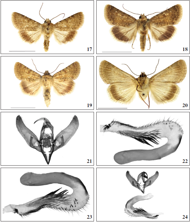 Oncocnemis confusa, ♂. E Turkey, Prov. Van, Baklatepe, 2100 m, 29-VII-2001, Gen. prep. 3./30.8.2020, SB. 18. Oncocnemis confusa persica, ♂. Iran, Prov. Tehran, Elburz Mts, 10 km S of Semsak, Deezin, 2000 m, 11-VII-2000, B. Benedek leg., Gen. prep. 1.31.8.2020, SB. 19.Oncocnemis confusa, ♀ ups. Turkey, Prov. Erzurum, below Golurt Pass, 2000 m, 05-VIII-2001, Gen. prep. 2./14.9.2020, SB. 20.Oncocnemis confusa, ♀ unds. Turkey, Prov. Erzurum, below Golurt Pass, 2000 m, 05-VIII-2001, Gen. prep. 2./14.9.2020, SB. 21-24. Oncocnemis michaelorum srnkai Beshkov, ssp. n. 21. holotype, male genitalia. Tchepun, 14-VIII-2020, Gen. prep. 1./30.8.2020, SB. 22. holotype, everted vesica. Tchepun, 14-VIII-2020, Gen. prep. 1./30.8.2020, SB. 23. holotype, everted vesica. Tchepun, 14-VIII-2020, Gen. prep. 1./30.8.2020, SB. 24. paratype, male genitalia with everted vesica. Tchepun, 14-VIII-2020, Gen. prep. 1./28.8.2020, SB.