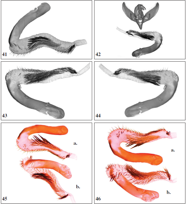 Oncocnemis confusa, everted vesica. Turkey, Prov. Erzurum, S above Ispir, 2030 m, 28-VII2001, Gen. prep. 1./09.9.2020, SB. 42.Oncocnemis confusa persica, male genitalia with everted vesica. Iran, Prov. Tehran, Elburz Mts, 10 km S of Semsak, Deezin, 2000 m, 11-VII-2000, B. Benedek leg., Gen prep. 1./31.8.2020, SB. 43.Oncocnemis confusa persica, everted vesica. Iran, Prov. Tehran, Elburz Mts, 10 km S of Semsak, Deezin, 2000 m, 11-VII-2000, B. Benedek leg., Gen prep. 1./31.8.2020, SB. 44. Oncocnemis confusa persica, everted vesica. Iran, Prov. Tehran, Elburz Mts, 10 km S of Semsak, Deezin, 2000 m, 11-VII-2000, B. Benedek leg., Gen prep. 1./31.8.2020, SB. 45a. Oncocnemis michaelorum srnkai Beshkov, ssp. n., holotype, everted vesica. Tchepun, 14-VIII-2020, Gen. prep. 1./30.8.2020, SB; b. Oncocnemis michaelorum michaelorum, paratype, everted vesica. Balchik-Tuzlata, 23-VIII-1996, Gen. prep. 2./30.8.2020, SB. 46a.Oncocnemis michaelorum srnkai Beshkov, ssp. n., holotype, everted vesica. Tchepun, 14-VIII-2020, Gen. prep. 1./30.8.2020, SB; b.Oncocnemis michaelorum michaelorum Beshkov, paratype, everted vesica. BalchikTuzlata, 23-VIII-1996, Gen. prep. 2./30.8.2020, SB.