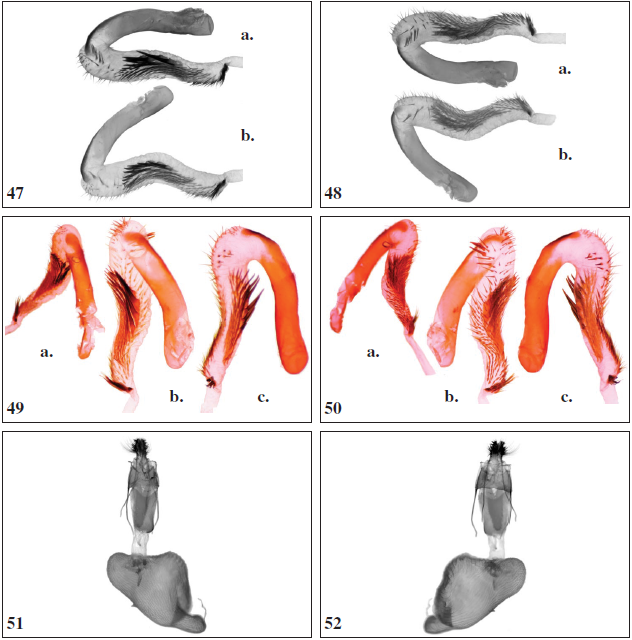 Oncocnemis michaelorum srnkai Beshkov, ssp. n., paratype, everted vesica. Tchepun, 14- VIII-2020, Gen. prep. 2./09.9.2020, SB; 47b.Oncocnemis confusa, everted vesica. Turkey, Prov. Erzurum, S above Ispir, 2030 m, 28-VII-2001, Gen. prep. 1./09.9.2020, SB. 48a.Oncocnemis michaelorum srnkai Beshkov, ssp. n., paratype, everted vesica. Tchepun, 14-VIII-2020, Gen. prep. 2./09.9.2020, SB; 48b.Oncocnemis confusa, everted vesica. Turkey, Prov. Erzurum, S above Ispir, 2030 m, 28-VII-2001, Gen. prep. 1./09.9.2020, SB. 49a.Oncocnemis confusa, everted vesica. E Turkey, Prov. Van, Baklatepe, 2100 m, 29-VII2001, Gen. prep. 3./30.8.2020, SB; 49b. Oncocnemis michaelorum michaelorum, paratype, everted vesica. Balchik-Tuzlata, 23-VIII-1996, Gen. prep. 2./30.8.2020, SB; 49c.Oncocnemis michaelorum srnkai Beshkov, ssp. n., holotype, everted vesica. Tchepun, 14-VIII-2020, Gen. prep. 1./30.8.2020, SB. 50a.Oncocnemis confusa, everted vesica. E Turkey, Prov. Van, Baklatepe, 2100 m, 29-VII-2001, Gen. prep. 3./30.8.2020, SB; 50b.Oncocnemis michaelorum michaelorum, paratype, everted vesica. Balchik-Tuzlata, 23-VIII-1996, Gen. prep. 2./30.8.2020, SB; 50c. Oncocnemis michaelorum srnkai Beshkov, ssp. n., holotype, everted vesica. Tchepun, 14-VIII-2020, Gen. prep. 1./30.8.2020, SB. 51.Oncocnemis michaelorum srnkai Beshkov, ssp. n., paratype, female genitalia. Tchepun, 14-VIII-2020, Gen. prep. 2./16.9.2020, SB. 52. Oncocnemis michaelorum srnkai ssp. n., paratype, female genitalia. Tchepun, 14-VIII-2020, Gen. prep. 2./16.9.2020, SB.