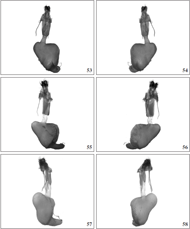 Oncocnemis michaelorum srnkai Beshkov, ssp. n., paratype, female genitalia. Tchepun, 14- VIII-2020, Gen. prep. 1./14.9.2020, SB. 54.Oncocnemis michaelorum srnkai Beshkov, ssp. n., paratype, female genitalia. Tchepun, 14-VIII-2020, Gen. prep. 1./14.9.2020, SB. 55.Oncocnemis michaelorum michaelorum, female genitalia. Balchik-Tuzlata, 15-VIII-2004, Gen. prep. 2./15.9.2020, SB. 56.Oncocnemis michaelorum michaelorum, female genitalia. Balchik-Tuzlata, 15-VIII-2004, Gen. prep. 2./15.9.2020, SB. 57.Oncocnemis confusa, female genitalia. E Turkey, Prov. Van, near Guseldere, 2450 m, 31-VII-2001, Gen. prep. 1./16.9.2020, SB. 58.Oncocnemis confusa, female genitalia. E Turkey, Prov. Van, near Guseldere, 2450 m, 31- VII-2001, Gen. prep. 1./16.9.2020, SB.