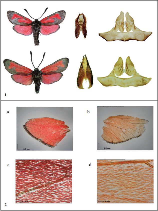 Example of Zygaena purpuralis villosa (upper row) and Zygaena minos ingens (lower row) with their lamina dorsalis and uncus. 2. Hindwing of Zygaena minos; a) untreated; c) magnified (225x); b) without Pteridin; d) magnified (225x).