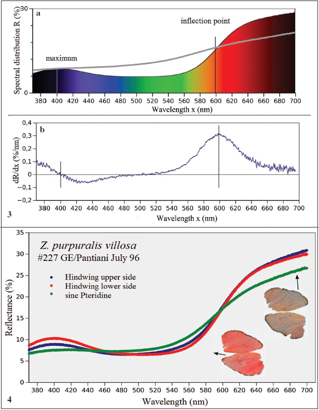 Spectral reflectance of Zygaena minos ingens with the spectral distribution of the wings and the reflectance without the Pteridin pigments as gray function; b) the first derivation of the spectral distribution with respect to the wavelength and the mark at the maximum reflectance at 400 nm and at the inflexion point. 4. Spectral reflectance of hindwings of a male specimen Z. purpuralis villosa at the upper and lower side and the reflectance after extraction the Pteridines.