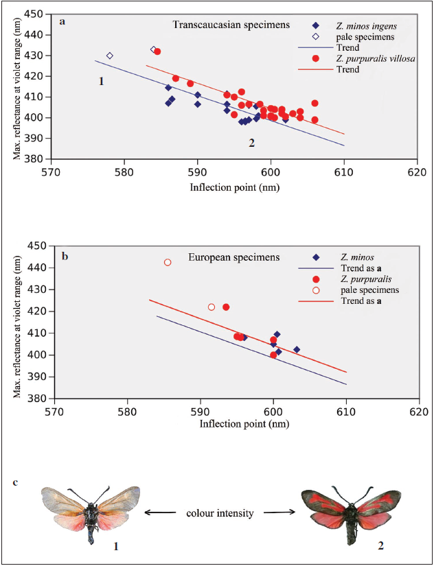 Colour properties of Zygaena minos and Zygaena purpuralis; a) the maximum reflectance at ca. 400 nm with respect to the wavelength of the inflexion point of Transcaucasian subspecies; the straight lines show the trend; b) the same display format of European species is applied; the trends calculated at panel a) are copied to panel b); c) demonstrates the effect of colour depletion with marks in panel a).