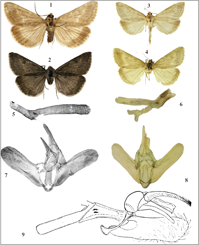 Evergestis kopetdagensis Kuznetzov, 1958. 1.E. kopetdagensis kopetdagensis Kuznetzov, 1958, lectotype, upperside. 2.E. kopetdagensis sineviKorb, 2018, holotype, upperside. 3.E. pazukii Alipanah, 2018, holotype, upperside. 4. E. pazukii Alipanah, 2018, paratype, upperside. 5. E. kopetdagensis sinevi Korb, 2018, paratype, aedoeagus. 6. E. pazukii Alipanah, 2018, aedeagus, paratype. 7.E. kopetdagensis sineviKorb, 2018, male genitalia, aedeagus removed, paratype. 8.E. pazukii Alipanah, 2018, male genitalia, aedeagus removed, paratype. 9.E. kopetdagensis kopetdagensis Kuznetzov, 1958, male genitalia, type specimen. (Figs 3, 4, 6, 8 by ALIPANAH et al., 2018; fig. 9 by KUZNETZOV, 1958.)