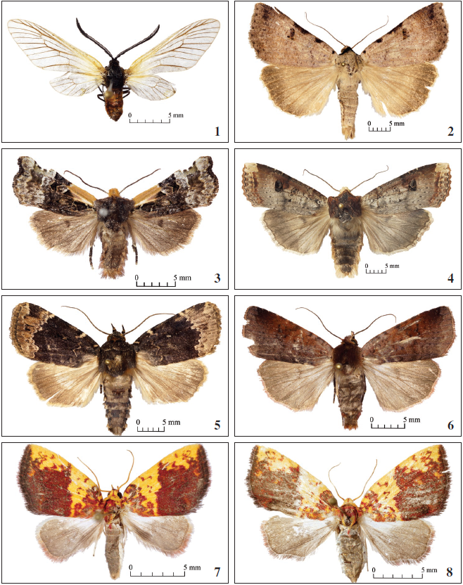 Adults, upperside: 1.Pryeria sinica Moore, 1877, ♂, 20-IX-2020, Shivki; 2.Lygephila lupina (Graeser, 1890), ♂, 3-VIII-2020, Shivki; 3. Teratoglaea pacifica Sugi, 1958, 1 ♂, 17-IX-2017, Shivki; 4.Xylena formosa (Butler, 1878), ♂, 18-IX-2020, Shivki; 5.Amphipyra jankowskii Oberthr, 1884, ♂, 3-VIII-2020, Shivki; 6. Diarsia ruficauda (Warren, 1909), ♂, 6-VIII-2020, Shivki; 7.Siglophora sanguinolenta (Moore, 1888), ♂, 7-VIII-2020, Shivki; 8. S. sanguinolenta, ♀, 5-VIII-2020, Shivki.