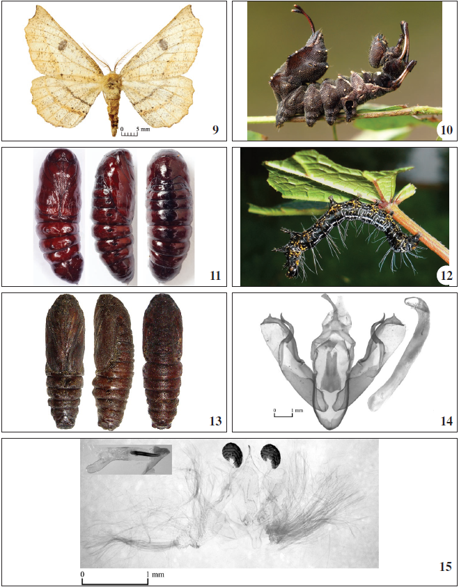 Acrodontis kotshubeji, ♂, 18-IX-2020, Shivki. Preimaginal stages: 10-11.Stauropus basalis Moore, 1877, 22-26-IX-2020, Solntsepek (10 - last instar larva on Lespedeza bicolor, 11 - pupa in different projections); 12-13. Mimeusemia persimilis Butler, 1875, 5-VIII-2011, Durmin (12 - last instar larva on Vitis amurensis, 13 - pupa in different projections). 14-15. Male genitalia: 14.Xylena formosa (Butler, 1878), 18-IX2020, Shivki; 15. Siglophora sanguinolenta (Moore, 1888), 7-VIII-2020, Shivki.