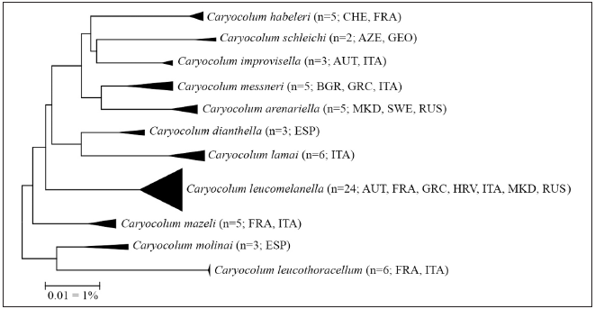 rbol filogentico Neighbour-Joining de las especies del grupo de especies de Caryocolum leucomelanella (parmetro Kimura 2, construido con MEGA 6 cf. TAMURA et al., 2013), slo se consideran las secuencias (>500 pb). Nota: la barra de escala solo se aplica a las ramas internas entre especies. La anchura de los tringulos representa el tamao de la muestra, la profundidad la variacin gentica dentro del grupo. Fuente: Datos de cdigos de barras de ADN de BOLD (base de datos de cdigos de barras de la vida, cf. RATNASINGHAM, 2018).