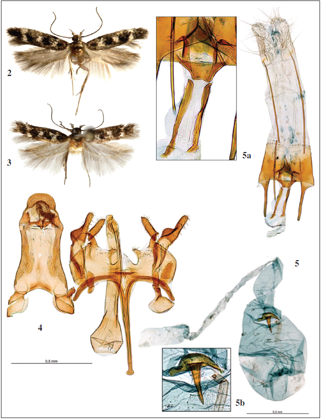 Caryocolum molinai Gastn, Huemer & Vives, 2021, adultos y genitalias. 2. Holotipo ♂, Casla, Segovia, Espaa; 3. Paratipo ♀, Casla, Segovia, Espaa; 4. Holotipo, genitalia del macho, prep. gen. 8755JG; 5. Paratipo, genitalia de la hembra, prep. gen. 8631JG; 5a. dem, detalle del ostium y antrum; 5b. dem, detalle del signum.