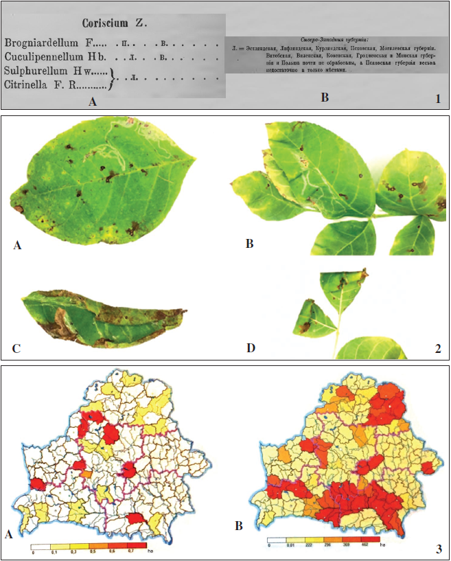 The first reference to the presence of Caloptilia cuculipennella (Hbner, 1796) for the NorthWestern provinces of the Russian Empire (ERSHOV & FIELD, 1870); A. Species of the genus Coriscium (p. 186); B. Explanation of the abbreviation L. (p. 135). 2. Damaged leaf blades of Fraxinus excelsior L. by larvae of Caloptilia cuculipennella (Hbner, 1796): A.-B. Mines on leaf blades; C. deformed leaf from formed damages; D. Leaf rollers for pupation. 3. Occupied area of F. pennsylvanica (A) and F. excelsior (B) by administrative regions of Belarus (MASLOVSKY et al., 2019).