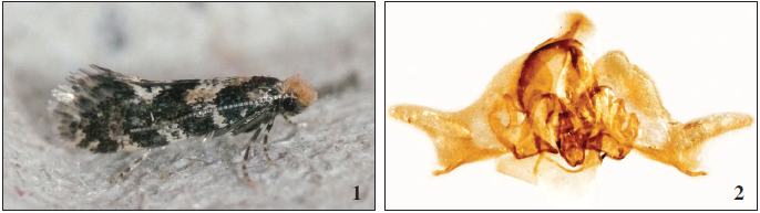 Infurcitinea maura (Petersen), male in light trap, CIMA, Tarifa, Spain, 20-III-20, D. Grundy. 2. Male genitalia Gen. prep. TM1242 ♂ T. Muus.