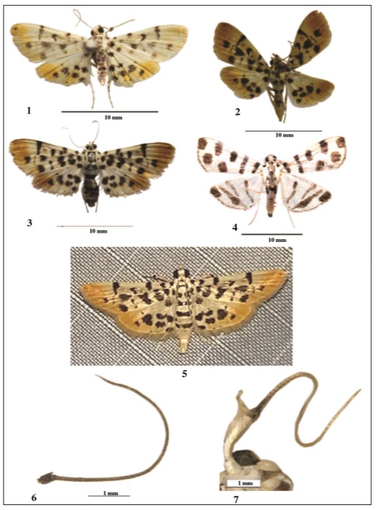  Suhela alboflavalis, comb. n. (Figs 1-3, 5-6). 1-2. Imago male. 3. Imago female. 5. Sitting posture Female genitalia. 6. Antennae male. Pycnarmon jaguaralis (Figs 4, 7): 4. Imago male. 7. Antennae male.