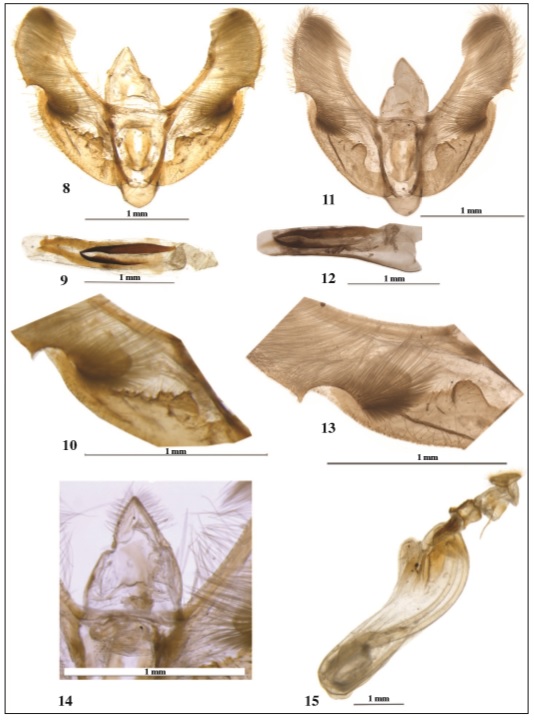 Genitalia of S. alboflavalis. 8, 11. Male genitalia. 9, 12. Phallus. 10, 13. Valva. 14. Uncus. 15.