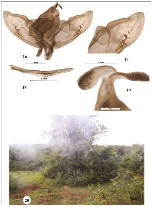 Male genitalia of P. jaguaralis. 16. Genitalia. 17. Valva. 18. Phallus. 19. Uncus. 20. Habitat of S. alboflavalis, comb. n., at DWLS.