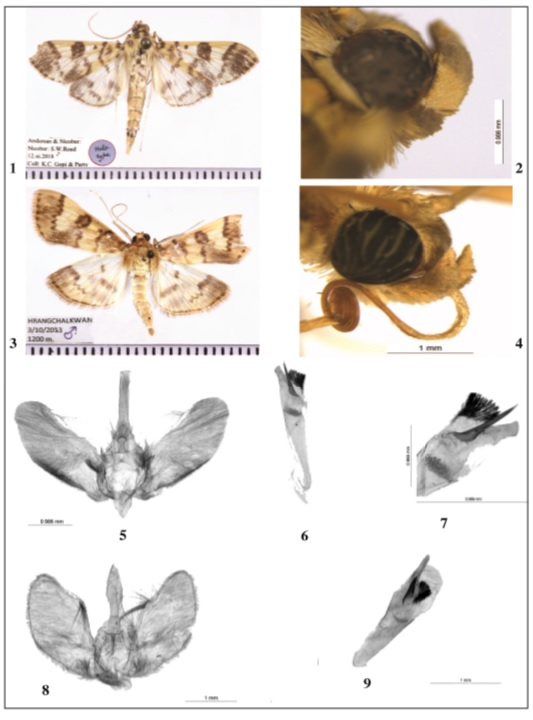  1-2. P. shompen Singh & Ahmad, sp. n., holotype, 1. 1. Adult. 2. Labial palpus. 3-4. P. obfuscalis (Yamanaka). 3. Adult. 4. Labial palpus. 5-7. Male genitalia. P. shompen Singh & Ahmad, sp. n., holotype. 8-9. Male genitalia. P. obfuscalis (Yamanaka).