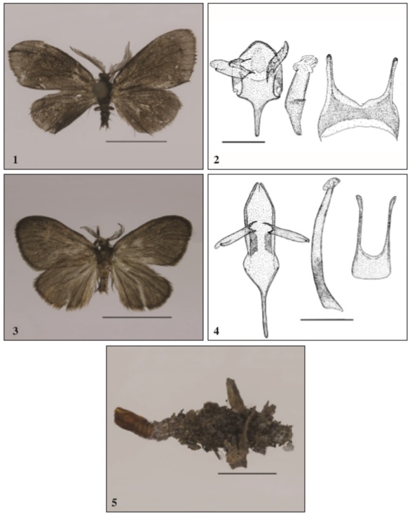 1-2. Astala confederata (Grote & Robinson, 1894),♂, Mexico, Veracruz, Papantla, 165 m, 19-V- 05-2010, e. l. 06-VI-2010, leg. Riefenstahl. 1. Imago, scale bar 5.0 mm. 2. Genital (GU-145-2019 Sobczyk), genital, phallus, VIII sternum, scale bar 0.5 mm. 3-5. Cryptothelea symmicta (Grote & Robinson, 1894),♂, Mexico, Veracruz, Papantla, 165 m, 19-V-2010, e. l. 06-VIII-2010, leg. Riefenstahl. 3. Imago, scale bar 5.0 mm. 4. Genital (GU-145-2019 Sobczyk), genital, phallus, VIII sternum, scale bar 0.5 mm. 5. Larval case, scale bar 5.0 mm.