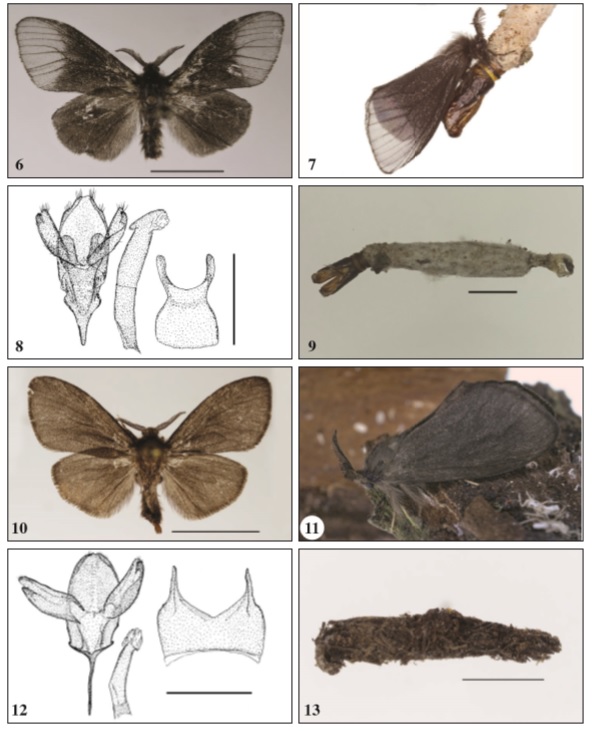  6-9. Lumacra hyalinacra Davis, 1964,♂, Mexico, Chiapas, Palenque, 1729’0” N 923’0” W, 05- 25-II-2019, e. l. 05-VII-2019, leg. W.-H. Liebig. 6. Imago, scale bar 5.0 mm. 7. Live Imago. 8. Genital (GU-146- 2019 Sobczyk), genital, phallus, VIII sternum, scale bar 1.0 mm. 9. Larval case, scale bar 5.0 mm. 10-13. Naevipenna mexicana Sobczyk, sp. n.,♂, Mexico, Chiapas, Palenque, 1729’0” N 923’0” W, 05-25-II-2019, e. l. 04-VII-2019, leg. W.-H. Liebig. 10. Holotype (UMAN), scale bar 5.0 mm. 11. Live holotype. 12. Genital (GU- 147-2019 Sobczyk), genital, phallus, VIII sternum, scale bar 1.0 mm. 13. Larval case, scale bar 5.0 mm.