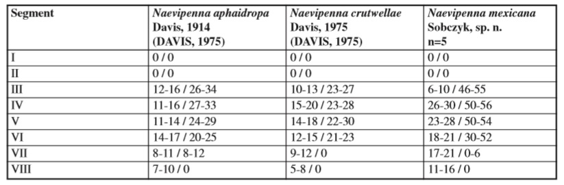 Naevipenna male pupa dorsal abdominal spines anterior  posterior