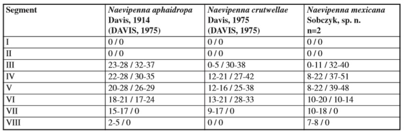 Naevipennamale pupa dorsal abdominal spines anterior  posterior