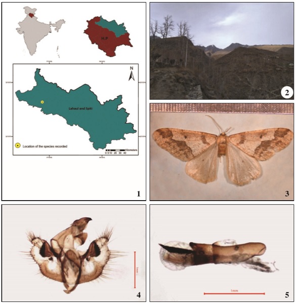 1. Geographical location of the specimen recorded (Jahalman), Lahaul and Spiti, Himachal Pradesh. 2. Landscape of the study area. 3. Male specimen of E. kashmirensis collected in Jahalman. 4. Male genitalia, aedeagus removed. 5. Male genitalia, aedeagus.
