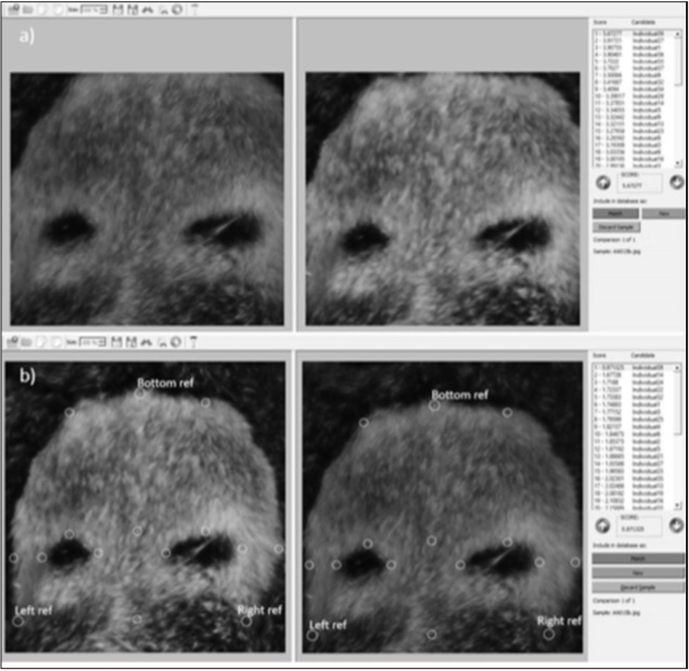 Examples of photo recaptures of Acherontia atropos detected using the ITM (a) andSPM (b) procedures. In both cases, the matching recapture was the first candidate in the candidate list generated by the APHIS program.
