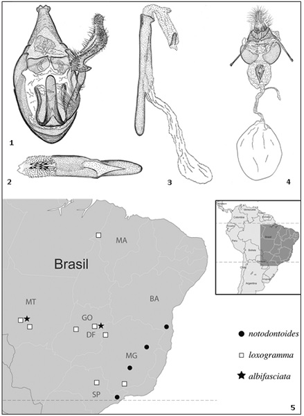  Xenophasma loxograma Becker, sp. n., genitalia, paratypes. 1. male, ventral view. 2. manica, ventral view. 3. phallus, lateral view. 4. female, ventral view. 5. Xenophasma Dognin, 1905, distribution.