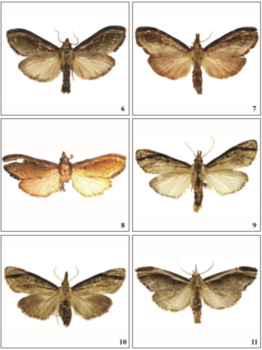 Xenophasma adults, dorsal view, Brazil. 6-8. X. notodontoides Dognin. 6. male. 7. female. 8. male holotype. 9-10. X. loxogramma Becker, sp. n. 9. male holotype. 10. female paratype. 11. X. albifasciata Becker, sp. n., female holotype.