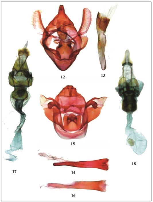  Xenophasma genitalia, ventral view, phallus, lateral view, Brazil. 12-14. X. notodontoides Dognin. 12. Male. 13. Manica. 14. phallus. 15-16. X. albifasciata Becker, sp. n., paratype. 15. male. 16. phallus. 17. X. notodontoides Dognin, female. 18. X. albifasciata Becker, sp. n., paratype, female.