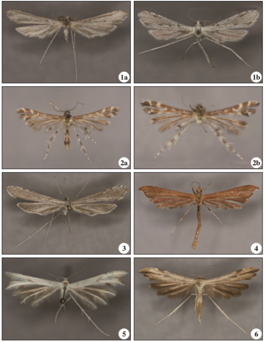 Adults of 1. Agdistis kazakhstanicus Ustjuzhanin, 2014. 1a. male. 1b. female. 2. Procapperia processidactyla Nupponen, sp. n. 2a. male, holotype. 2b. female, paratype. 3. Agdistis flavissima (Caradja, 1920) (Russia, Astrakhan district). 4. Gillmeria stenoptiloides (Filipjev, 1927) (Russia, North Ural). 5. Tabulaephorus maracandicus Arenberger, 1998 (Uzbekistan). 6. Oidaematophorus constanti (Ragonot, 1875) (Ural).