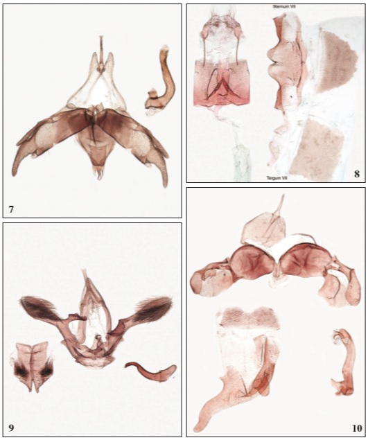  7. Male genitalia of Agdistis kazakhstanicus Ustjuzhanin, 2014 (GP 1/1-XII-2020 KN). 8. Female genitalia of Agdistis kazakhstanicus Ustjuzhanin, 2014 (GP 1/11-XII-2020 KN). 9. Male genitalia of Procapperia processidactyla Nupponen, sp. n. (paratype: GP 1/5-I-2021 KN). 10. Male genitalia of Agdistis karabachica Zagulajev, 1990 (GP 4/1-XII-2020 KN)