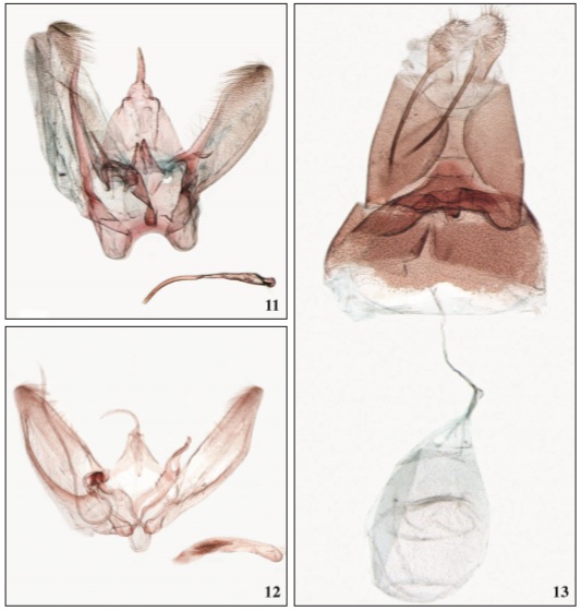 Male genitalia of11. Tabulaephorus maracandicus Arenberger, 1998 (GP 1/19-XII-2020 KN). 12. Male genitalia of Oidaematophorus constanti (Ragonot, 1875) (Ural; GP 1/14-II-2021 KN). 13. Female genitalia of Procapperia processidactyla Nupponen, sp. n. (paratype: GP 1/6-I-2021 KN).